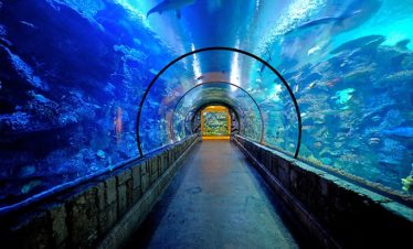 Shark Reef Aquarium