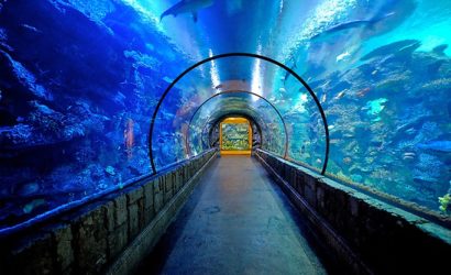 Shark Reef Aquarium